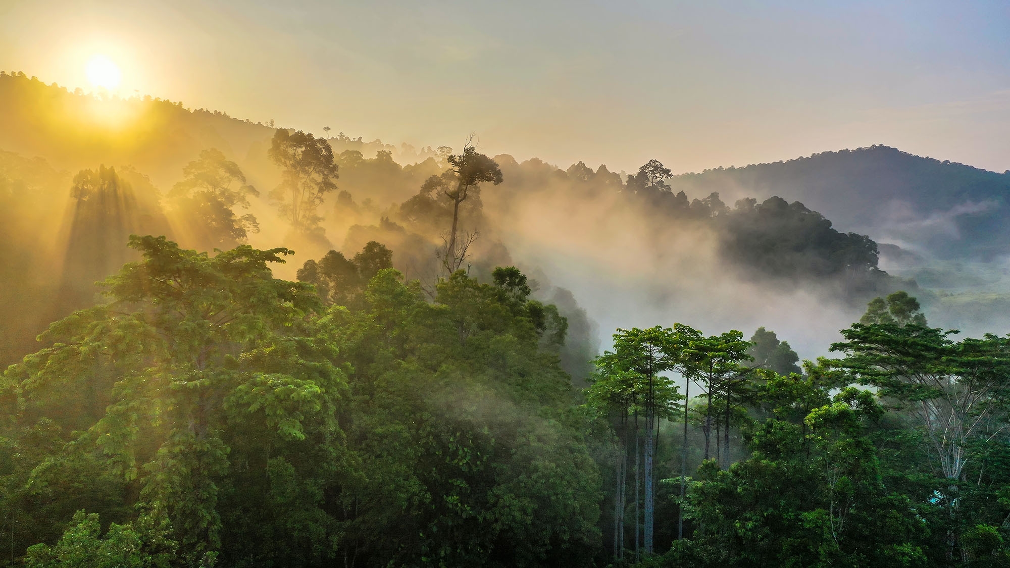 A misty view at sunset over a Borneo rainforest