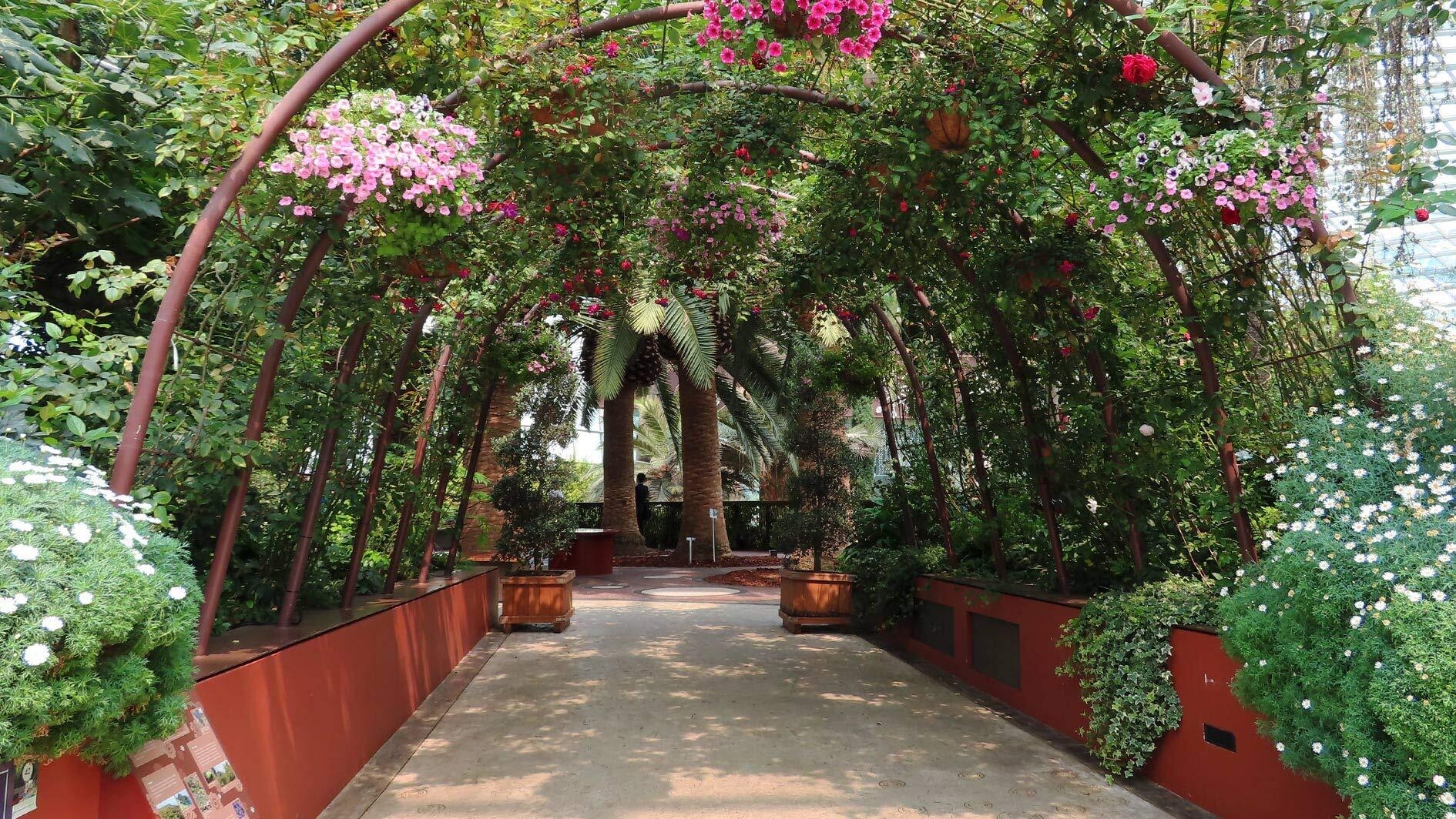 An image of a tunnel in a garden made from greenery. There are light and dark pink flowers throughout the tunnel as well.