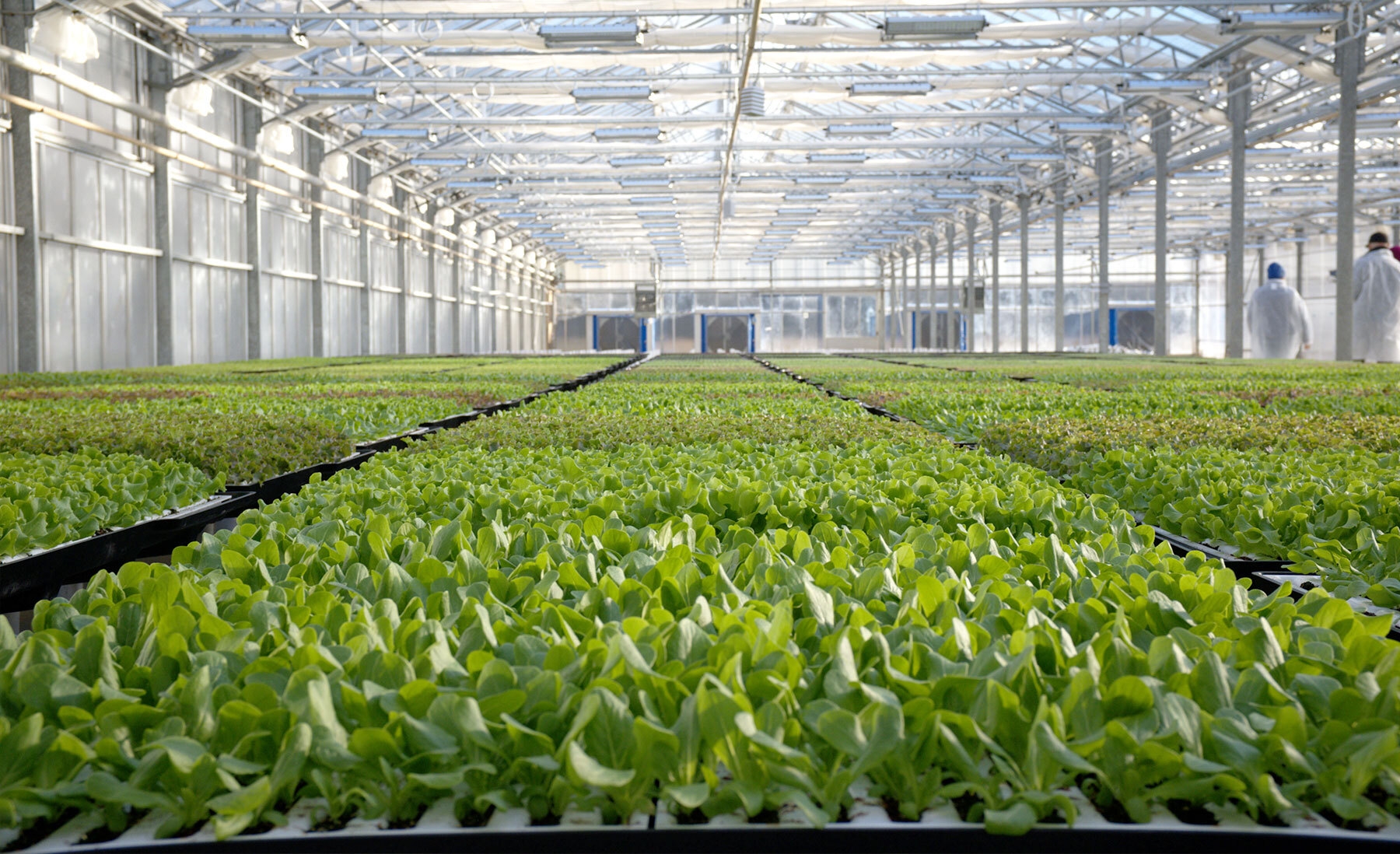 An image of a Hippo Harvest greenhouse. 