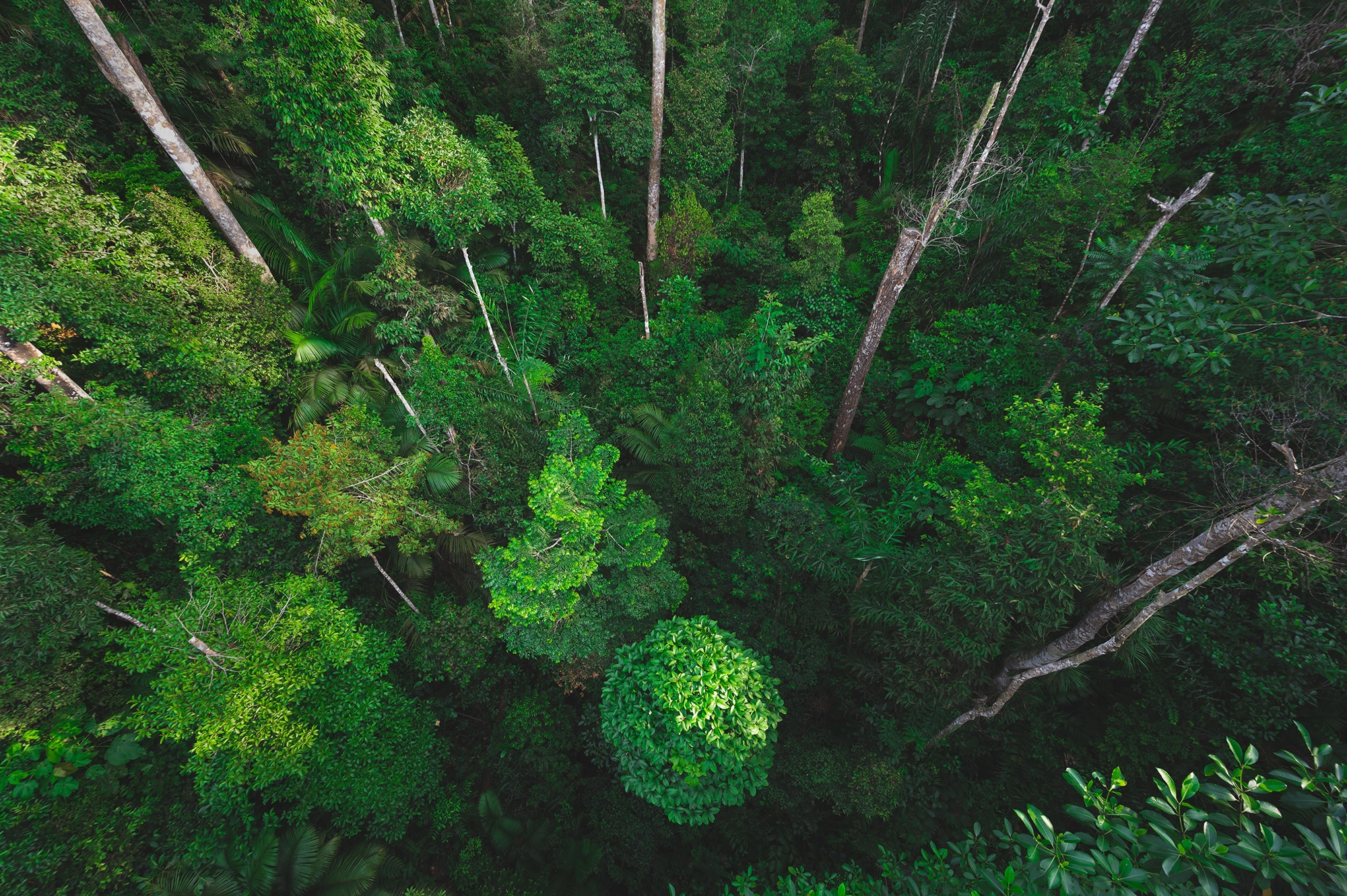 View of a forest canopy from above.