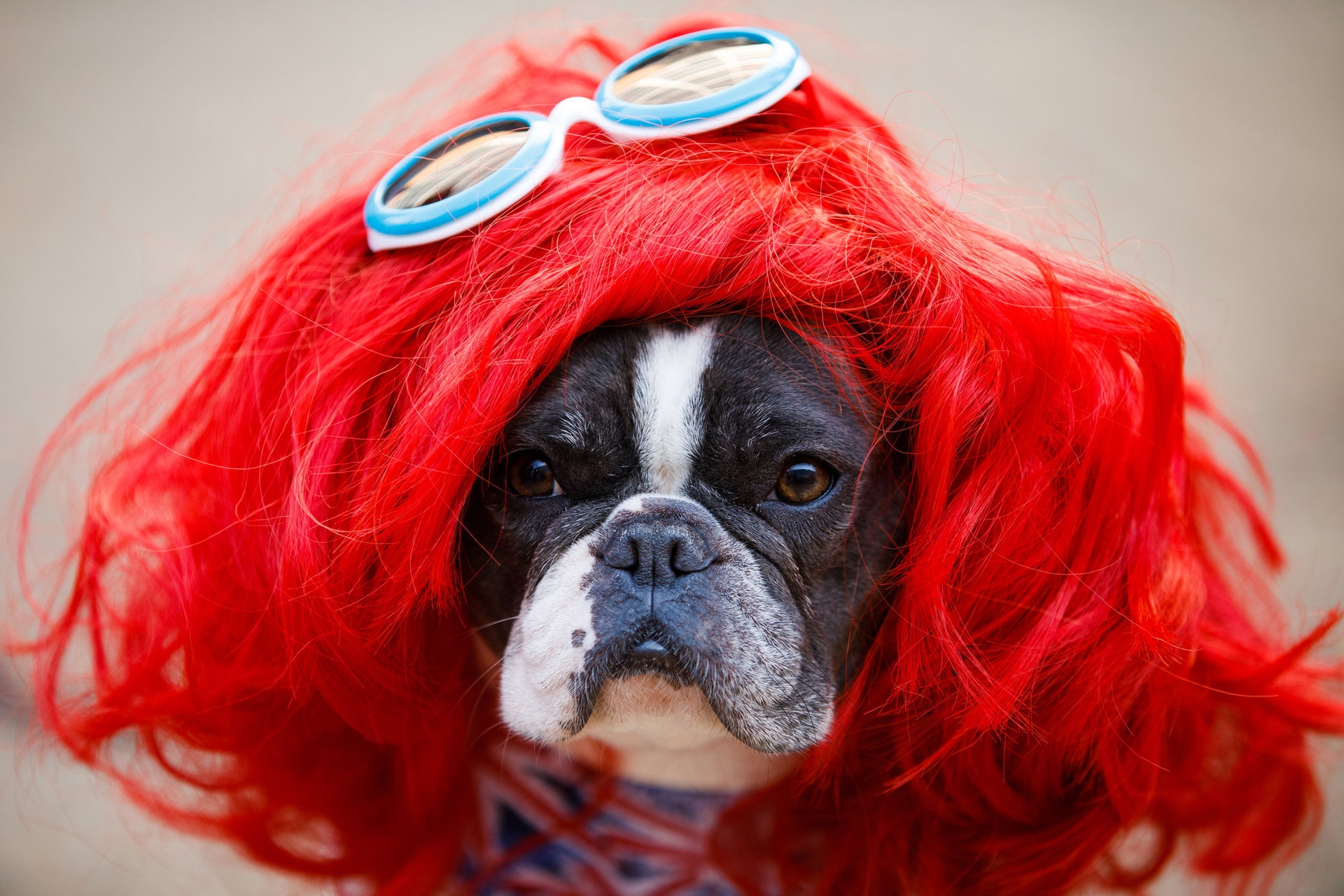 A black and white dog stares into the camera. The dog is dressed for Halloween at Amazon, and is wearing a red wig and blue eye glasses on his head. 