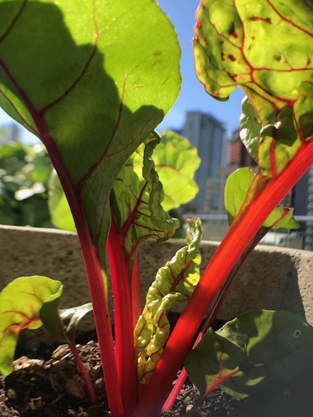 Amazon's rooftop organic vegetable garden, providing the harvest to FareStart restaurant