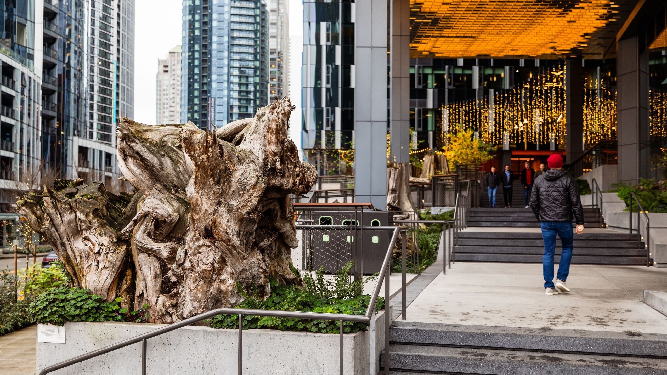 A photo of the Stumpery at Amazon Headquarters in Seattle.