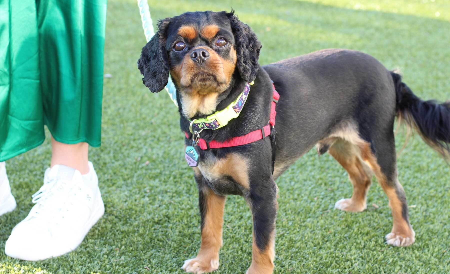 An image of a small dog looking at the camera while standing on some green turf