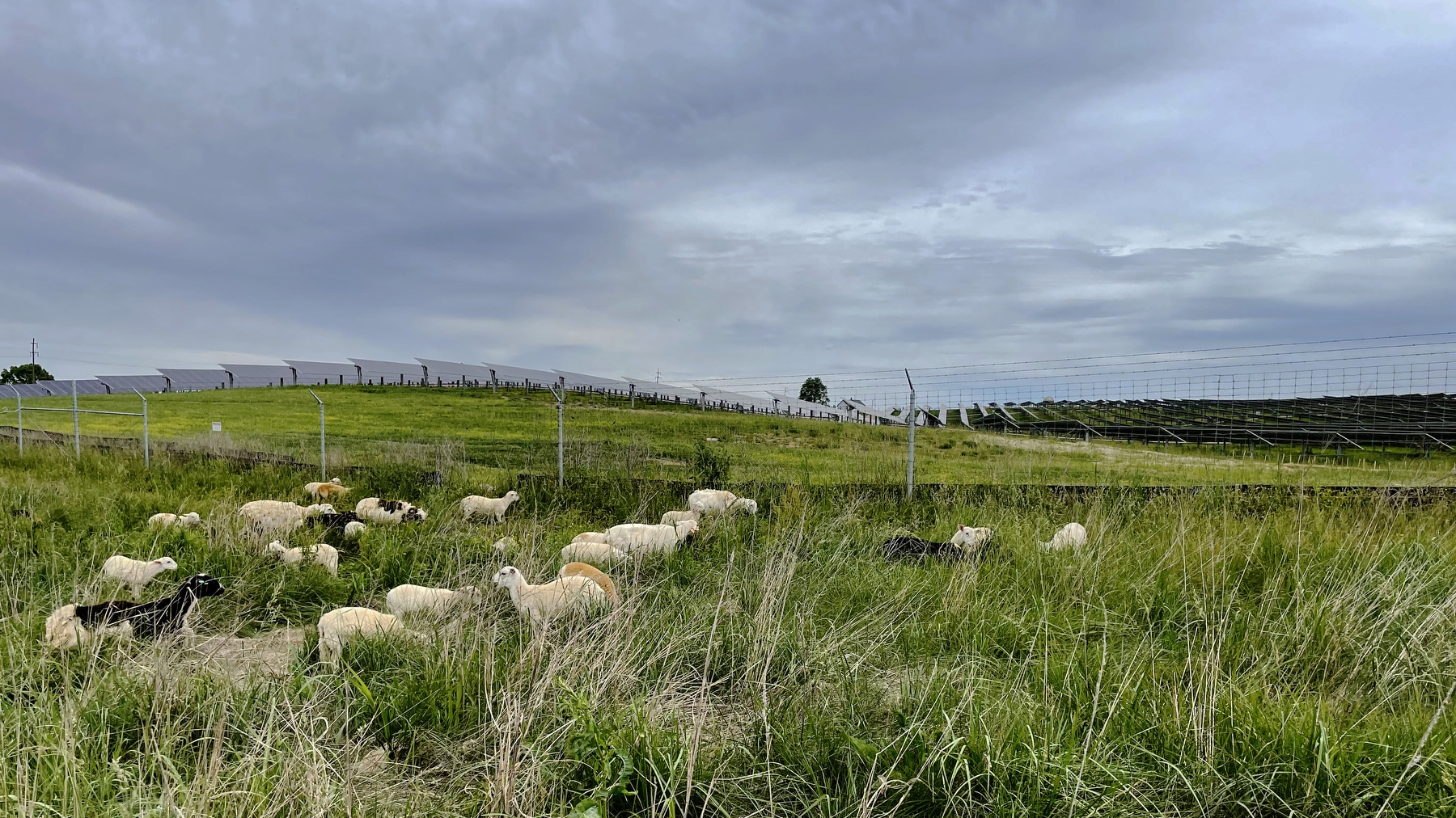 Sheep are shown grazing/lying in a green field outside a solar a farm during an overcast day.