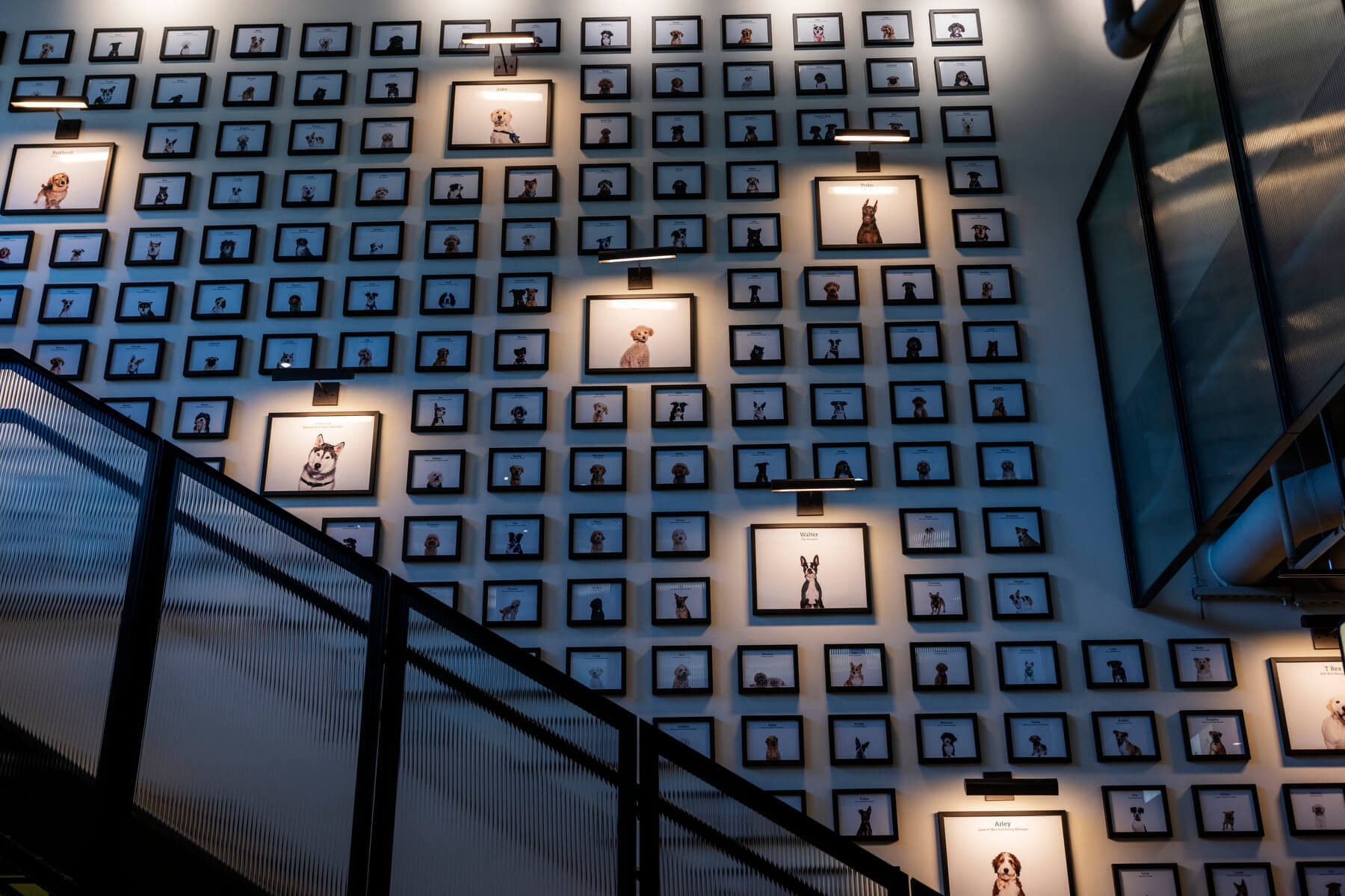 An image of a wall of images of dogs. Some are lit up and the rest of the wall is dark.