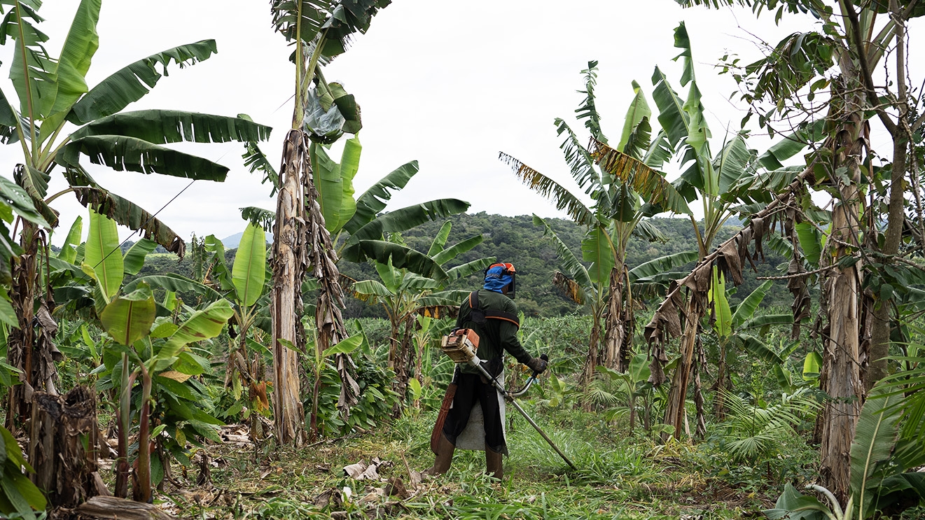 images of Viridis Terra farmers working on Peruvian forests. 