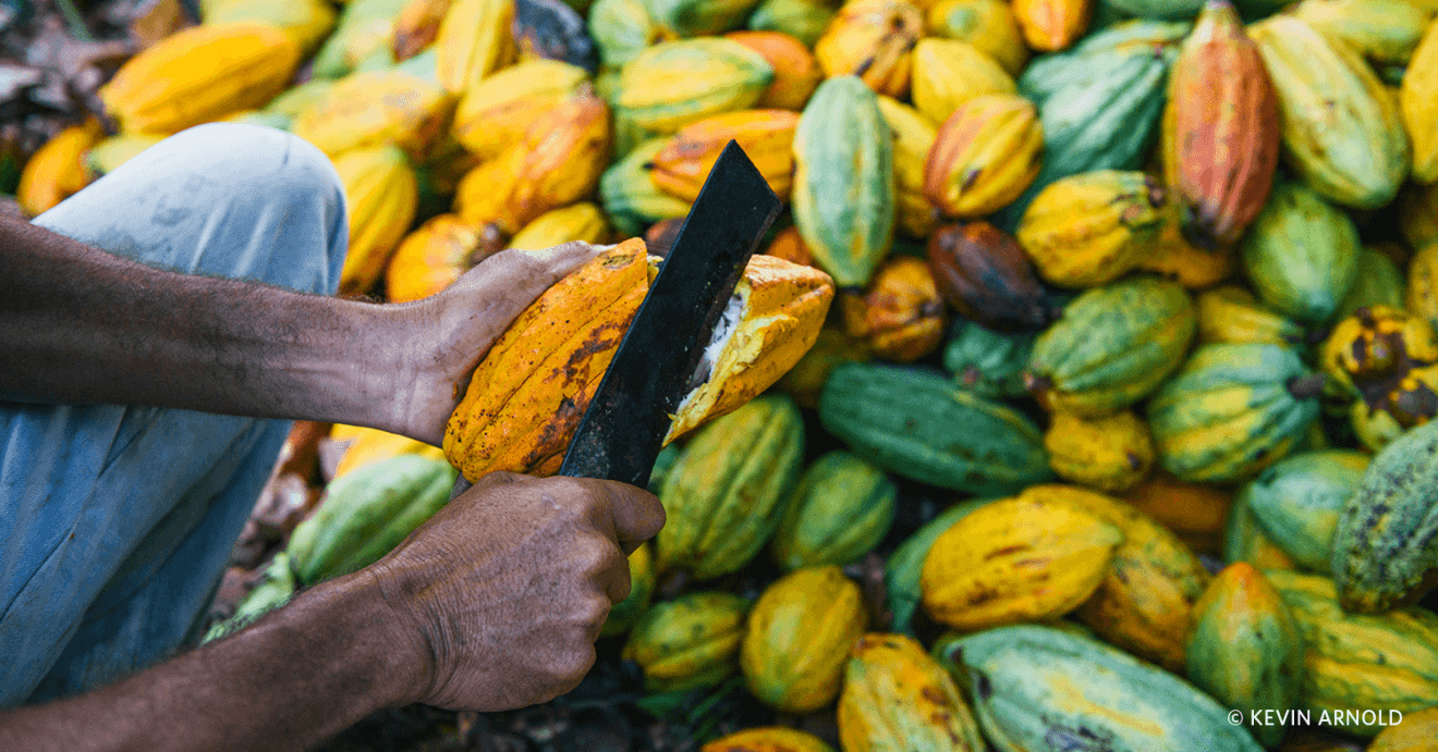 A farmer manually harvests the cocoa pods using a sharp blade.