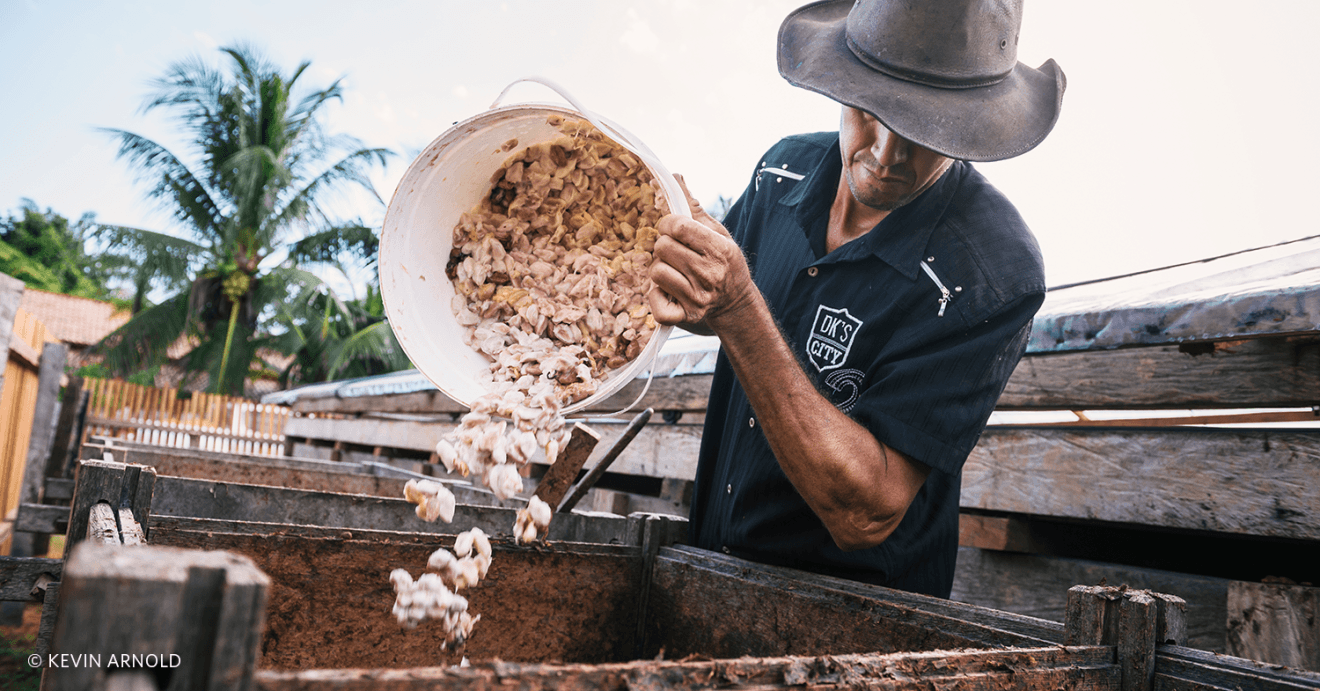 A farmer dumps the cocoa beans into a wooden bin to begin the fermentation and drying process.