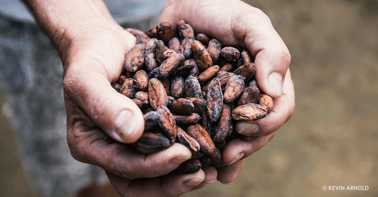 A farmer holds a handful of dried cocoa beans.