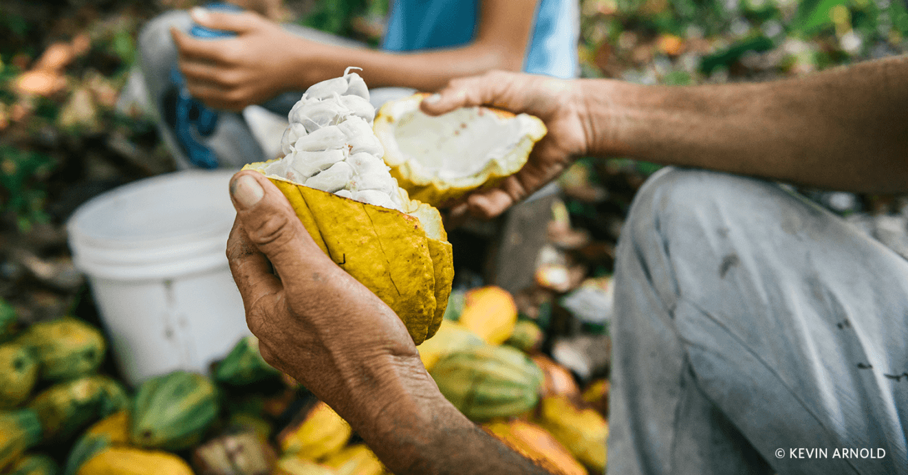 A farmer removes the cut piece of the pod shell to find white and wet cocoa beans.